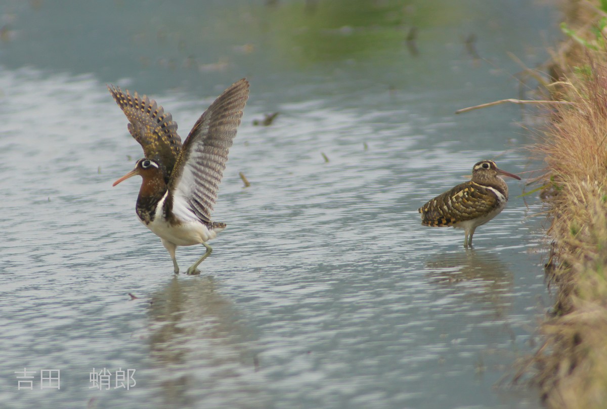 101580_0.jpg 181.6kb