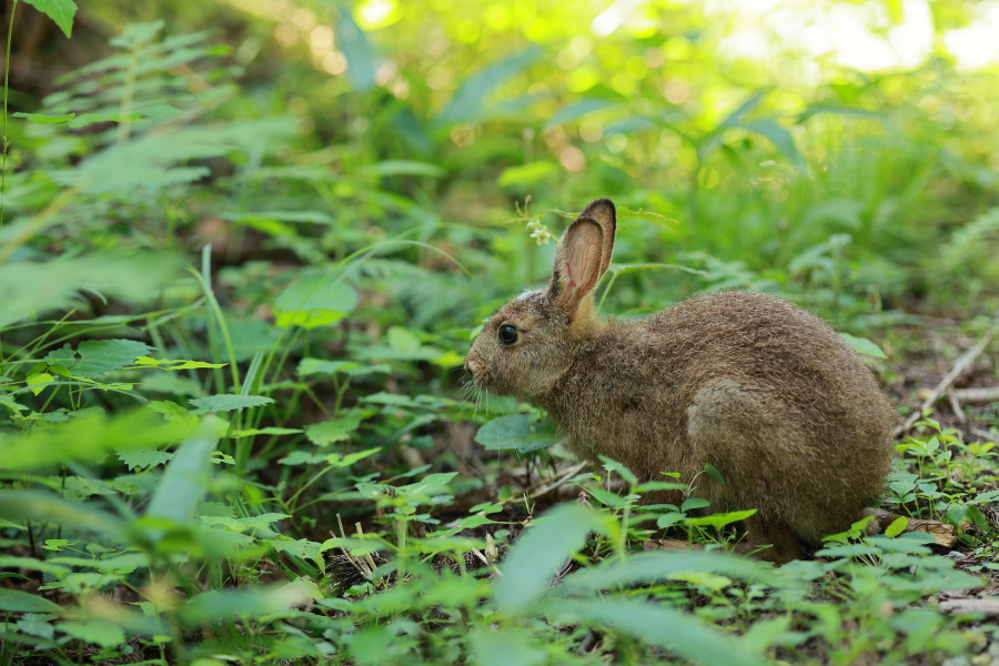 1N6A5475w.jpg 197.2kb