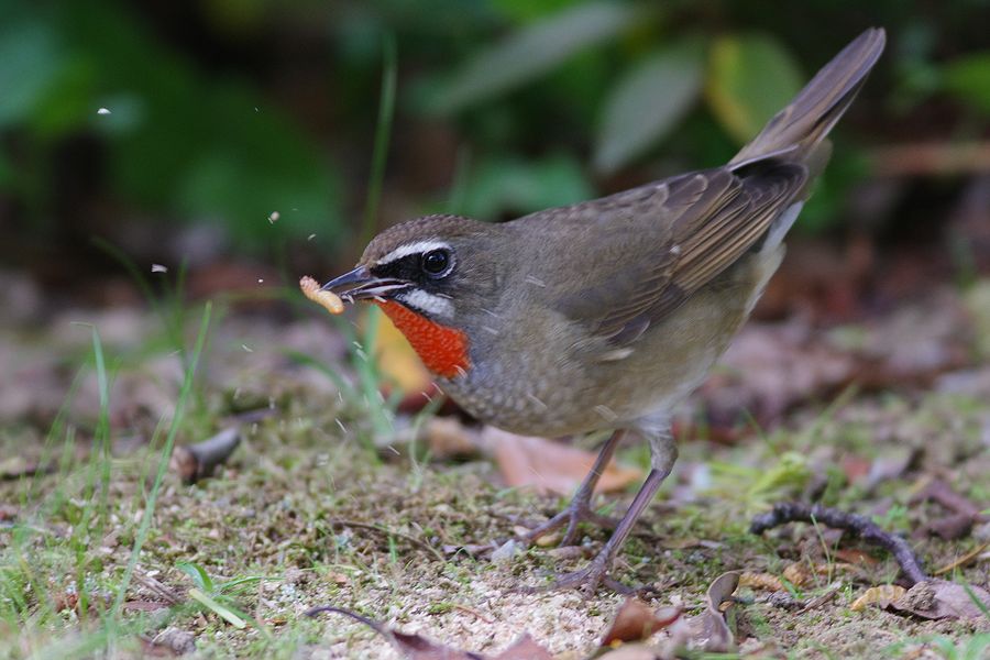 K33_3526.jpg 138.4kb