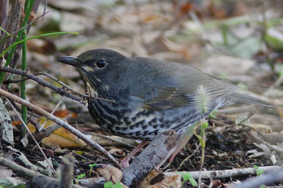 K33_3804.jpg 163.6kb