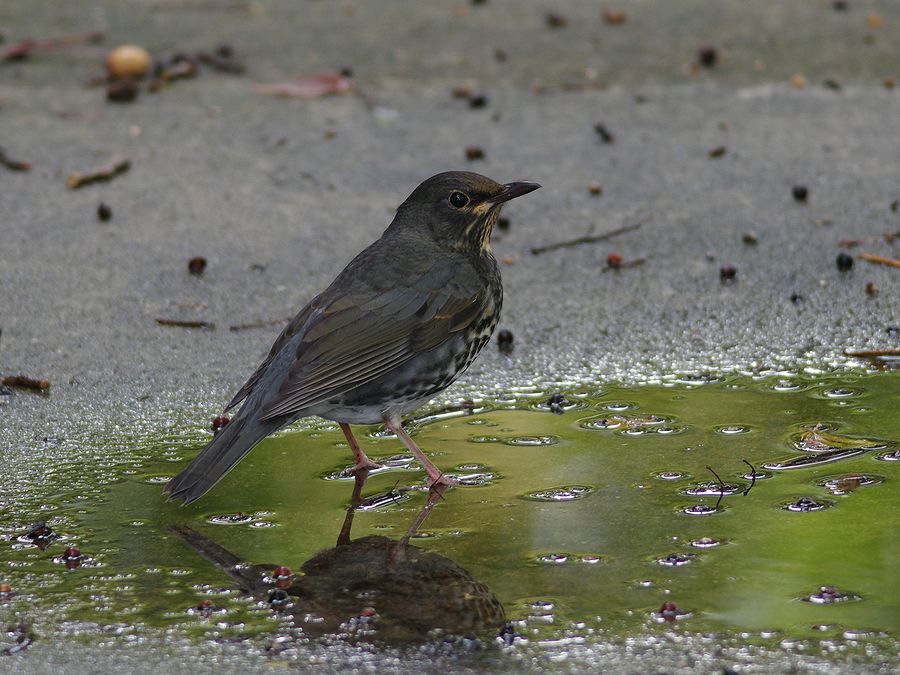 K33_3835.jpg 167.2kb