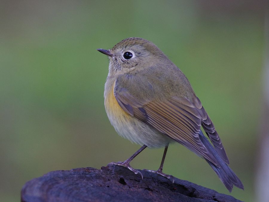 K33_4052.jpg 109.4kb