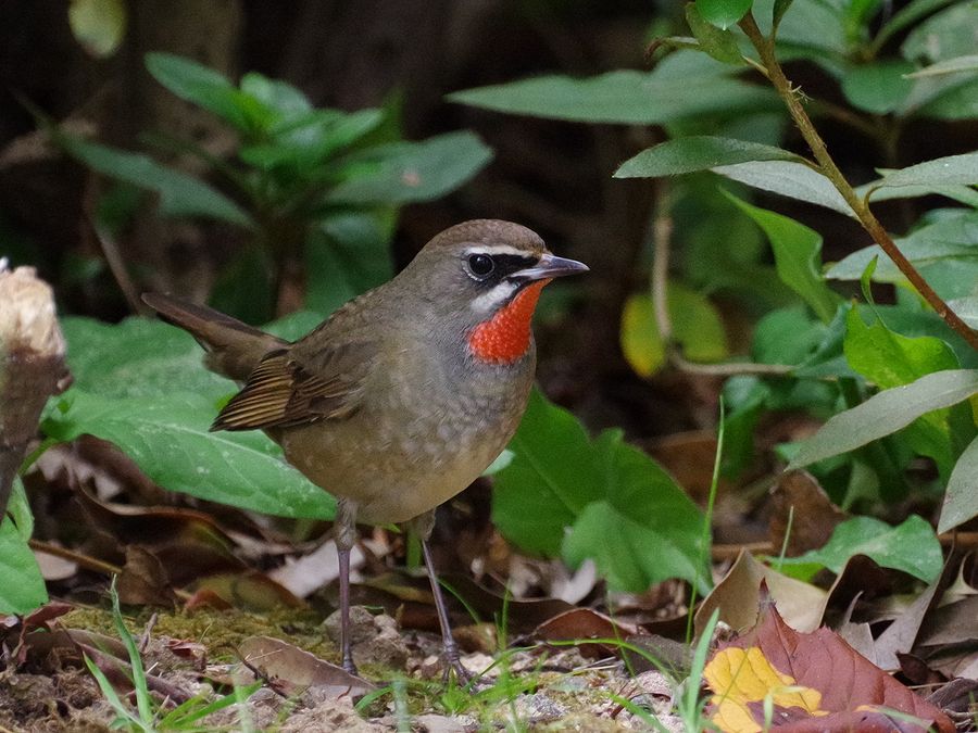 PKPB1745.jpg 150.1kb