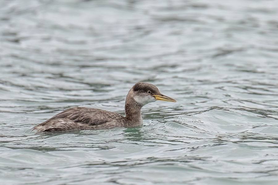 akaerikaituburi_251208_Z9_5896_900.jpg 82.8kb