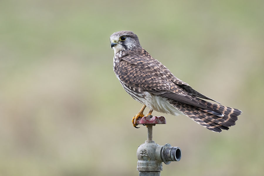 chogenbo_251202_z9_4739_900.jpg 47.9kb