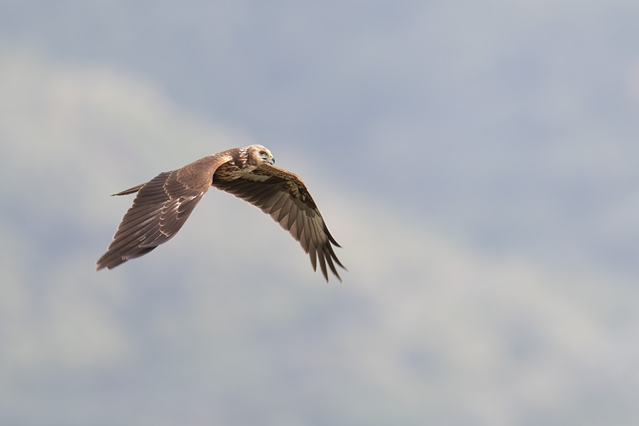 chuhi_250917_z9_0407_900.jpg 42.3kb