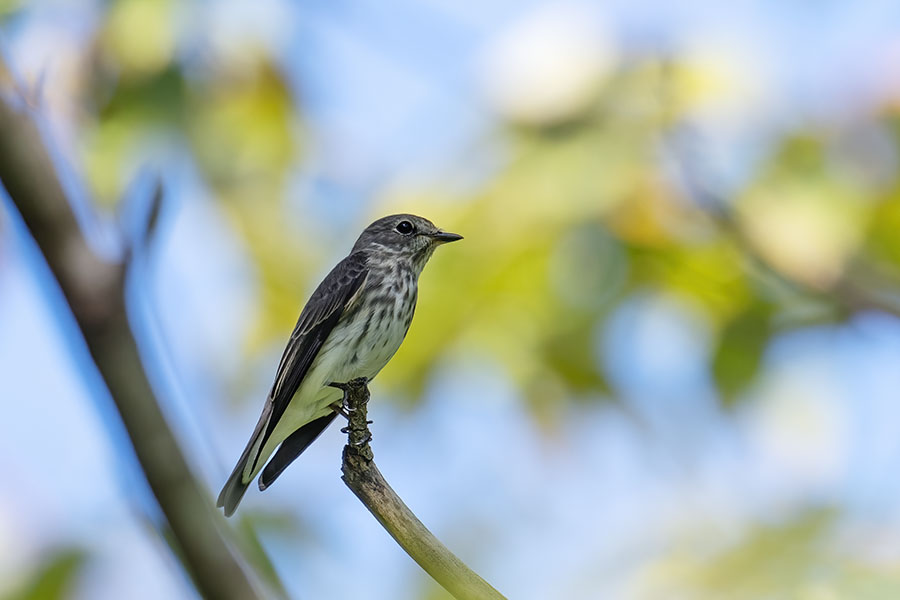 ezobitaki_250924_z9_1787_900.jpg 55.4kb