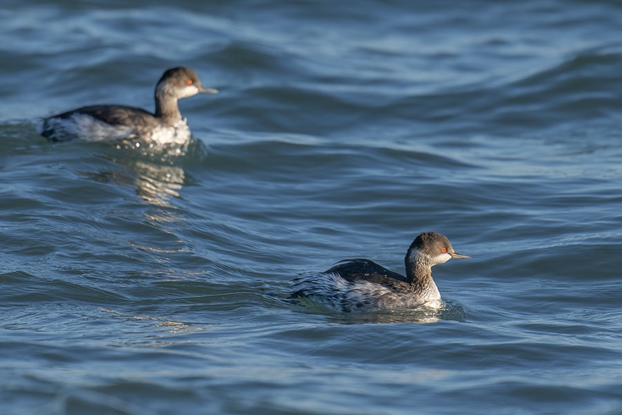 hajirokaituburi_251126_z9_3486_900.jpg 83.3kb