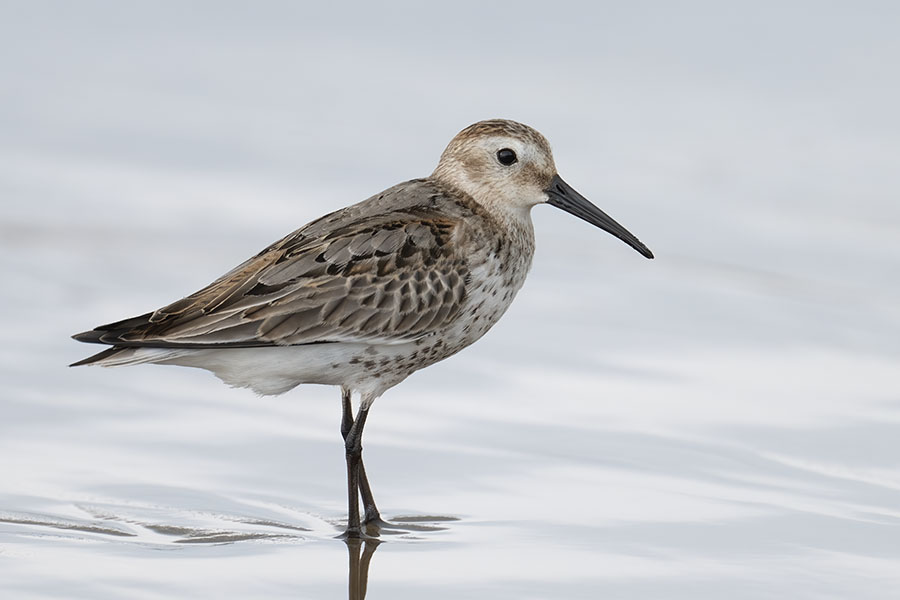 hamasigi_250917_z9_0377_900.jpg 49.4kb