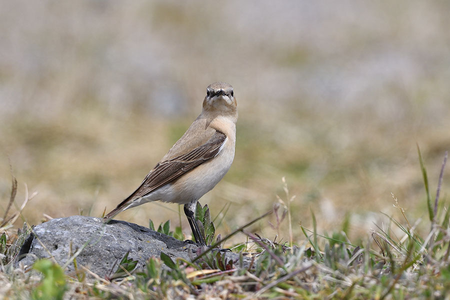 hasigurohitaki_210427_d500_8010_900.jpg 102.4kb