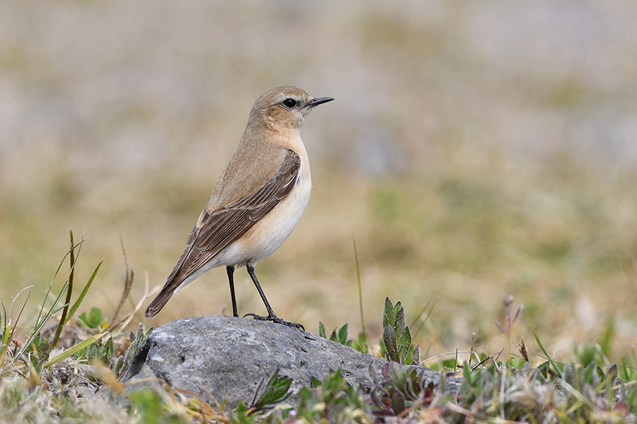 hasigurohitaki_210427_d500_8252_900.jpg 88.9kb