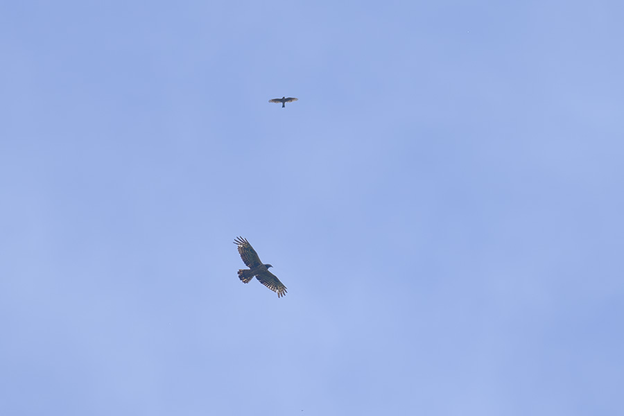 hatikuma_haitaka_250926_z9_2614_900.jpg 17.5kb