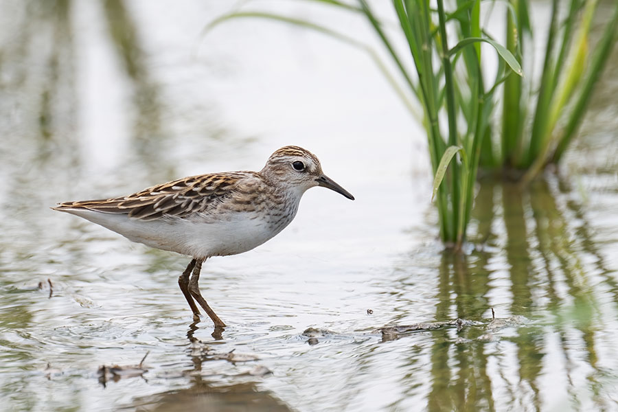 hibarisigi_250826_z9_5708_900.jpg 102.1kb