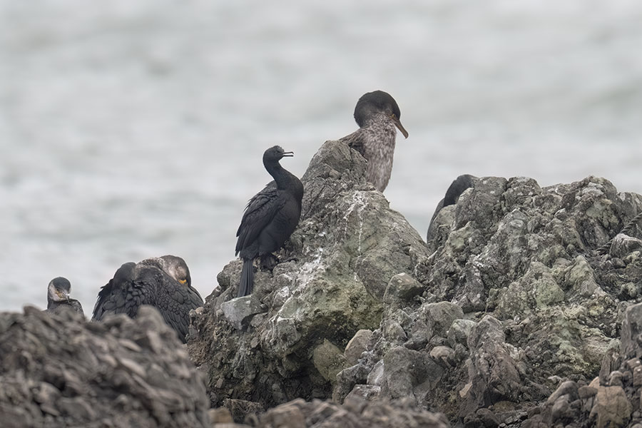 himeu_umiu_251208_Z9_5751_900.jpg 108kb