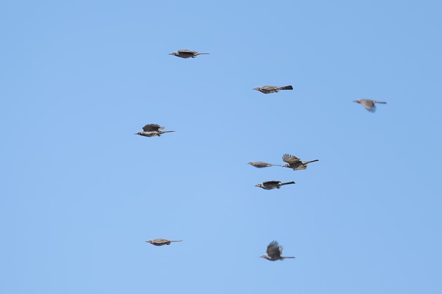 hiyodori_250930_z9_3473_900.jpg 22.6kb