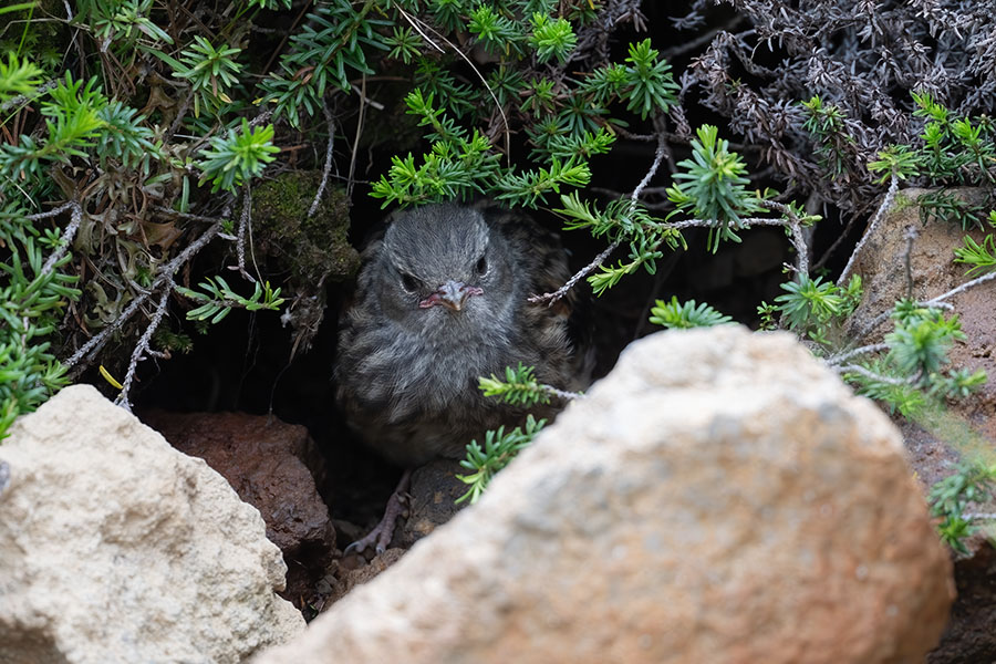 iwahibari_250720_z8_600mm_3209_900.jpg 173kb