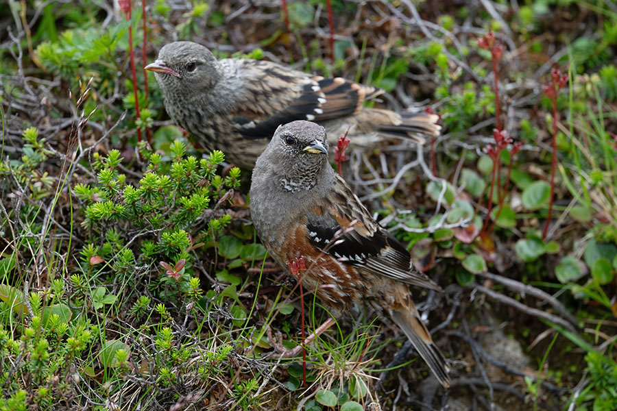 iwahibari_250720_z8_600mm_3669_900.jpg 200.8kb