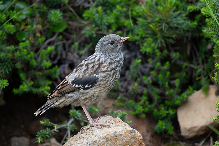 iwahibari_250720_z8_600mm_3726_900.jpg 116.9kb