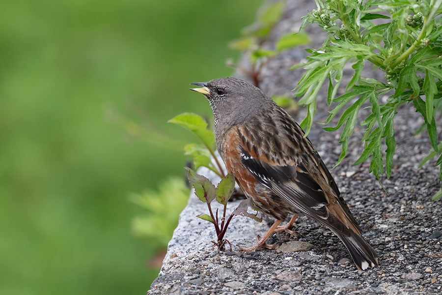 iwahibari_250721_z8_600mm_4636_900.jpg 126kb