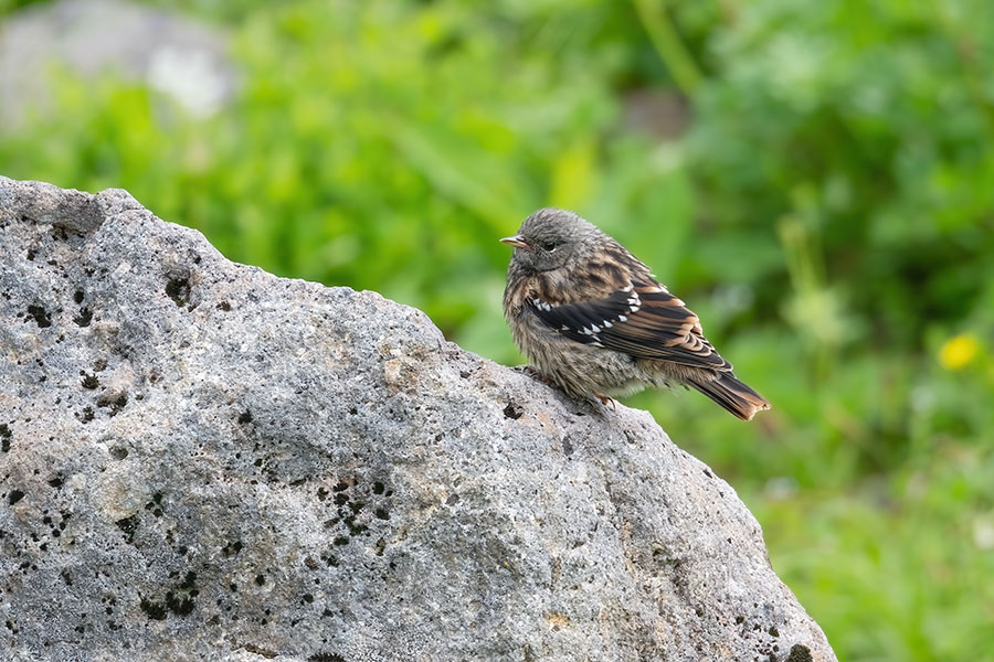 iwahibari_250721_z8_600mm_4700_900.jpg 156.8kb