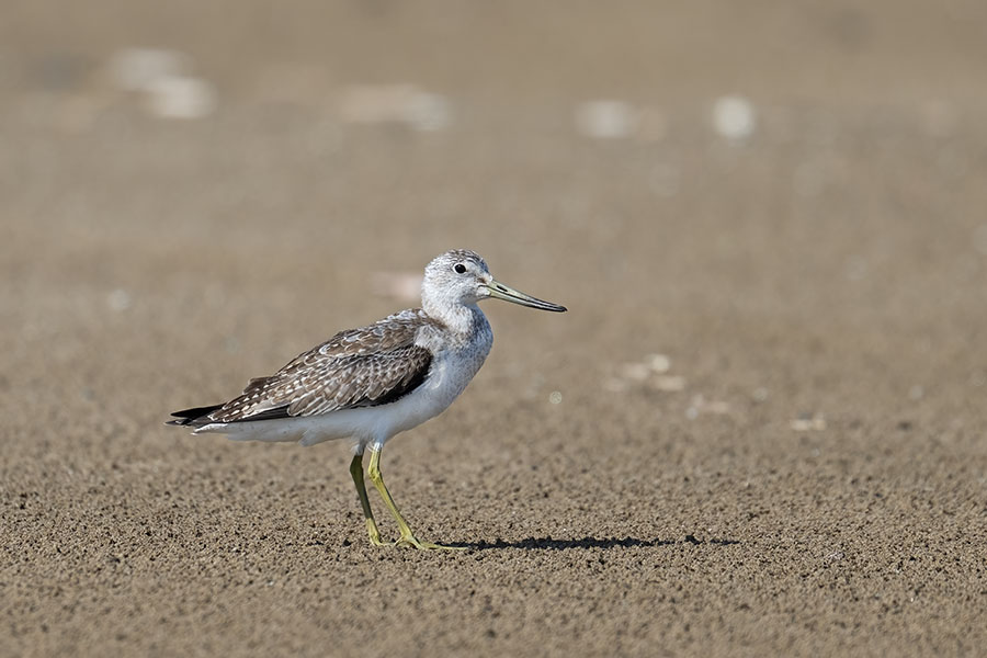 karafutoaoasisigi_250917_z9_7476_900.jpg 84.6kb