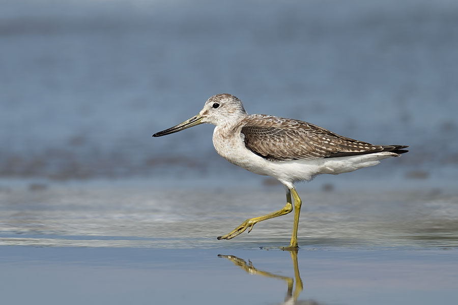 karafutoaoasisigi_250917_z9_7662_900.jpg 49.7kb