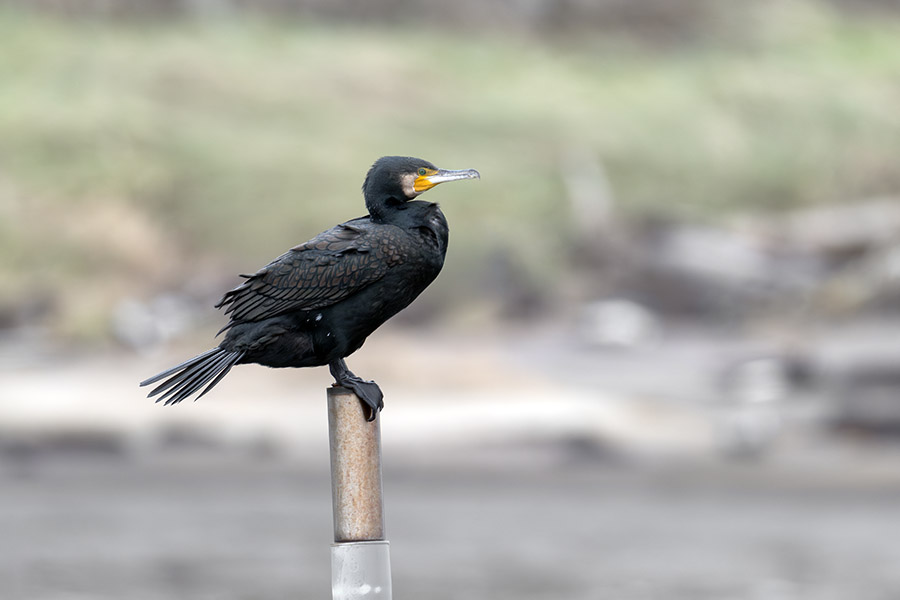 kawau_251208_Z9_5570_900.jpg 53.3kb