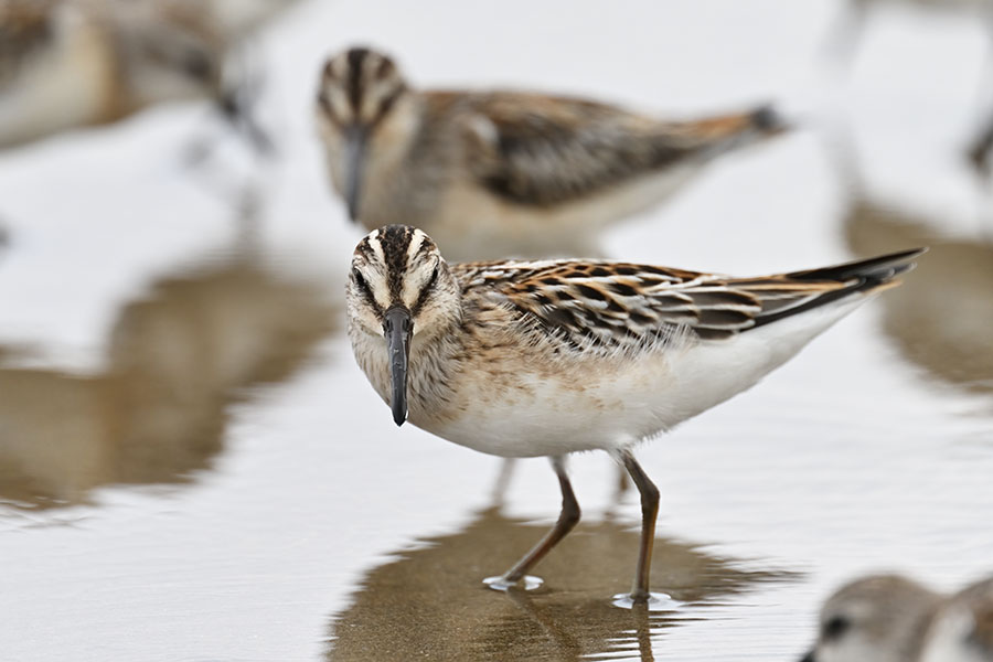 kiriai_240917_z9_3983_900.jpg 63.2kb