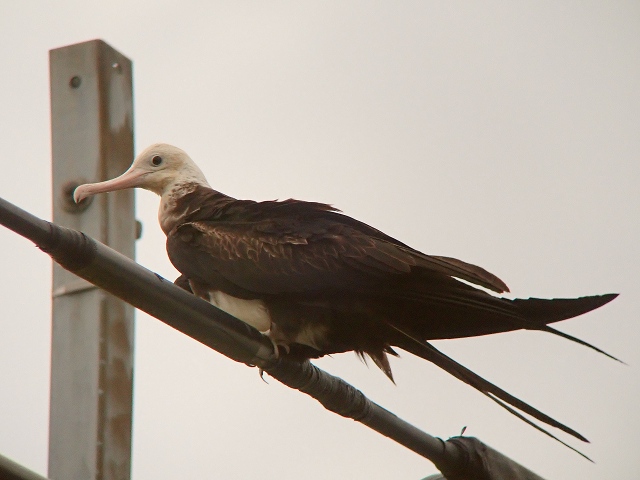 kogunnkanndori_j11.jpg 88.8kb