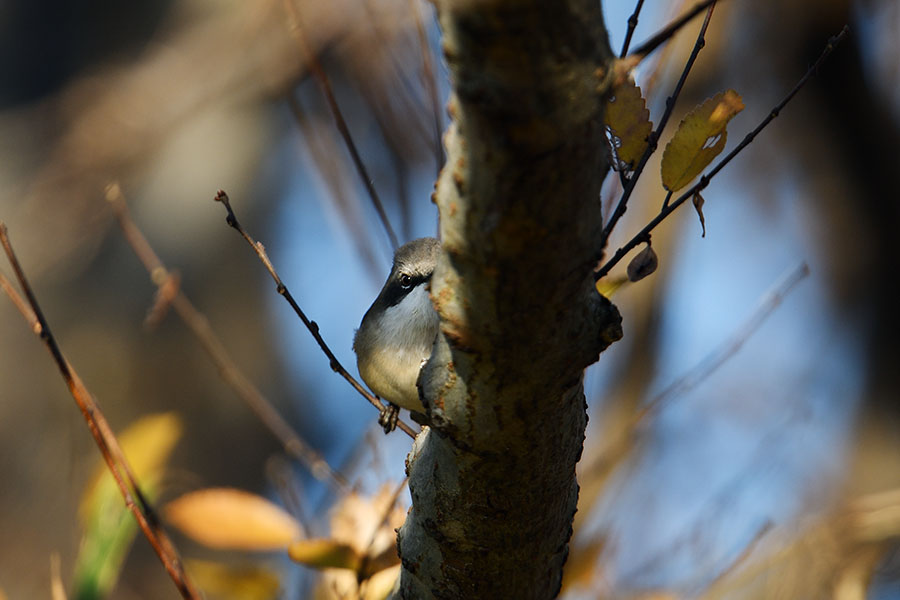 konodojiromusikui_191224_d850_4521_900.jpg 71.4kb