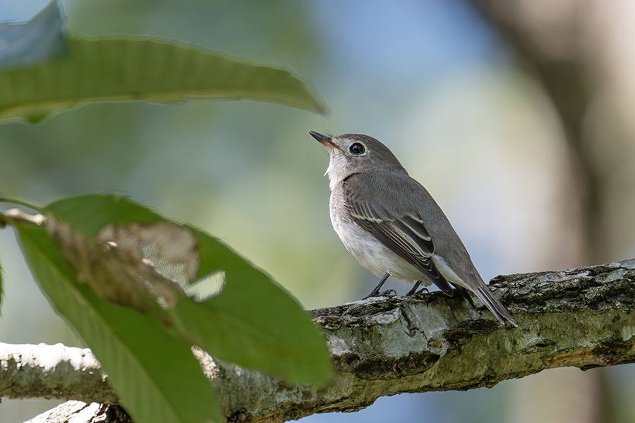 kosamebitaki_250924_z9_1921_900.jpg 77.2kb