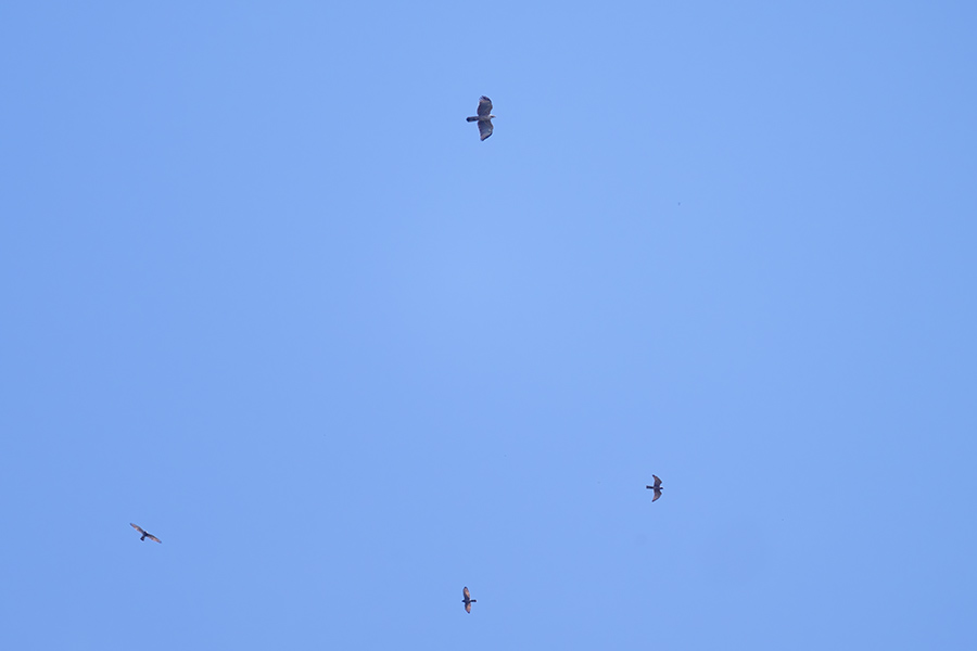 kumataka_sasiba_250930_z9_3016_900.jpg 39.5kb