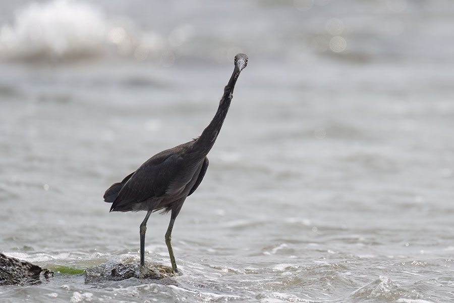 kurosagi_250826_z9_5301_900.jpg 59.3kb