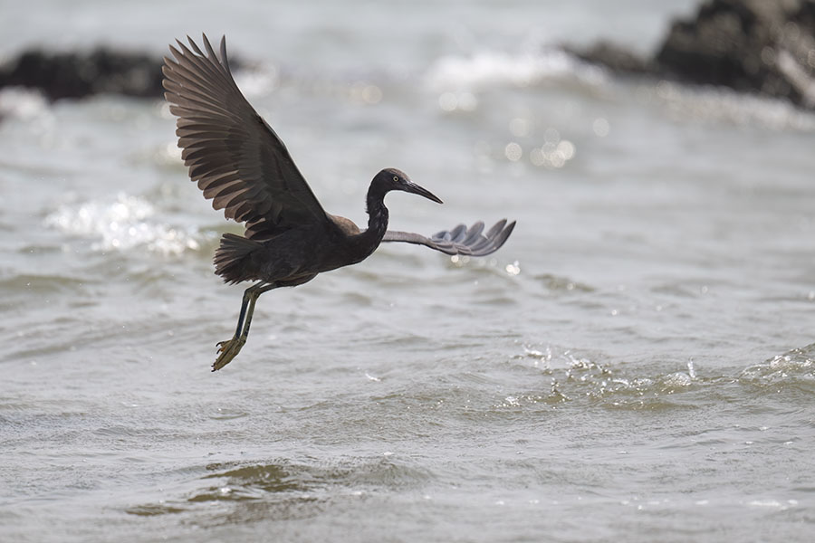 kurosagi_250826_z9_5340_900.jpg 76.6kb