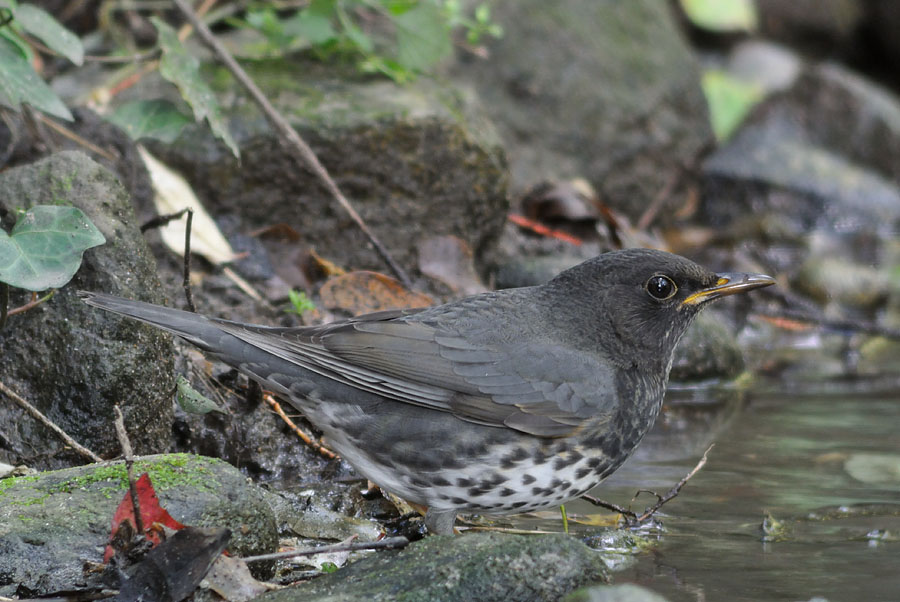 kurotugumi_121029_meostar_s1_apo_nikon_1_v1_5946.jpg 137.9kb