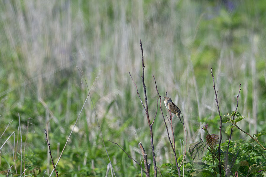 makinosennyu_250625_z9_600mm_2776_900.jpg 115.1kb