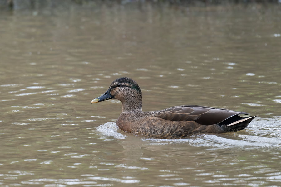 marugamo_251202_z9_4826_900.jpg 84.9kb