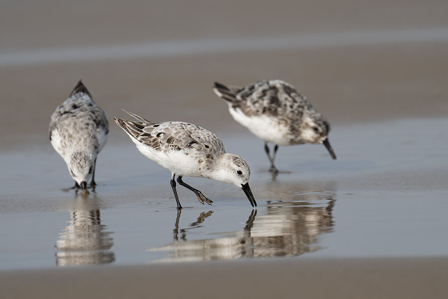 miyubisigi_250826_z9_5940_900.jpg 47.5kb