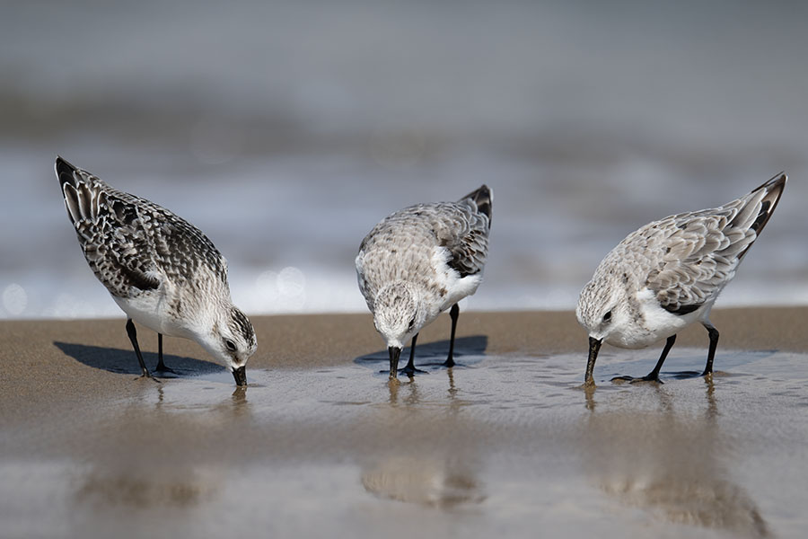 miyubisigi_250917_z9_9026_900.jpg 68.7kb