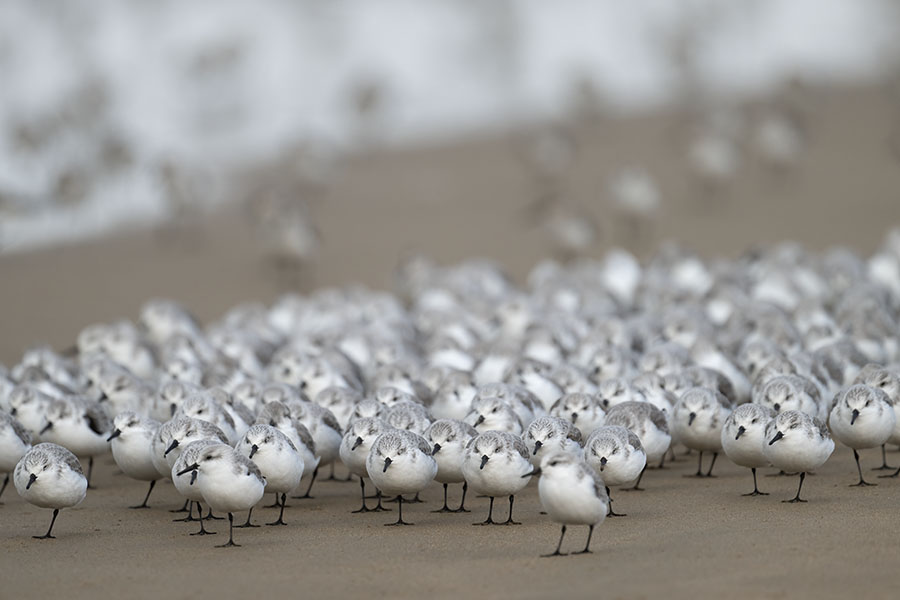 miyubisigi_251202_z9_4664_900.jpg 63.9kb