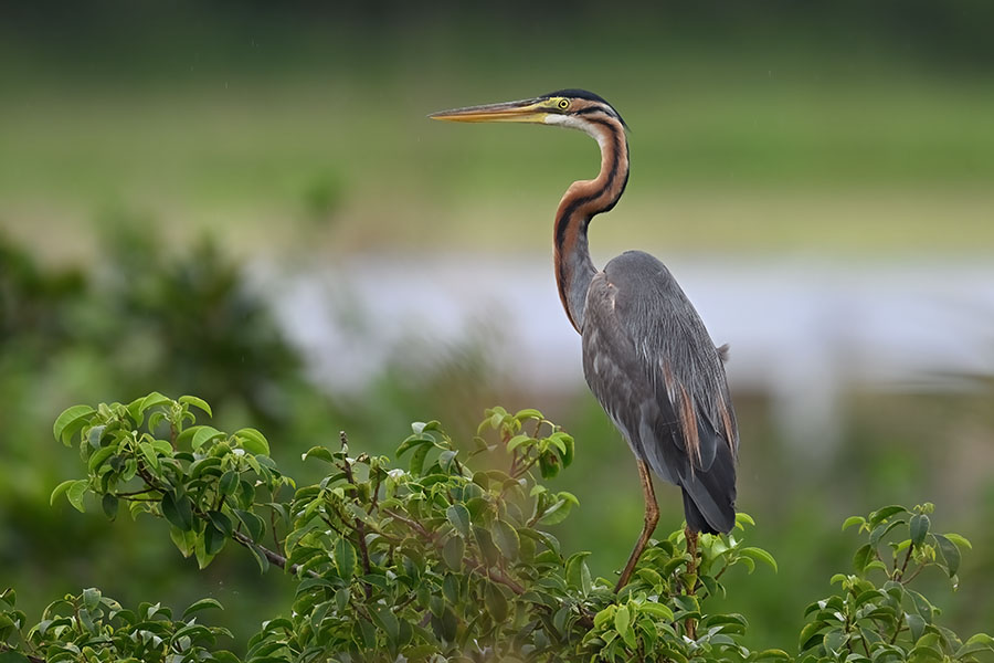 murasakisagi_230324_z9_4264_900.jpg 89.9kb