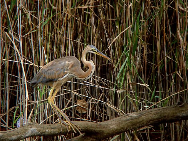 murasakisagi_j63.jpg 93.4kb