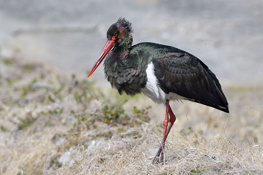 nabekou_140123_3210_2.jpg 107.4kb