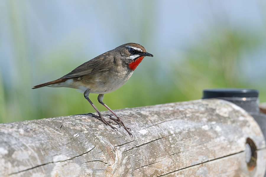 nogoma_250624_z9_600mm_1176_900.jpg 86.5kb