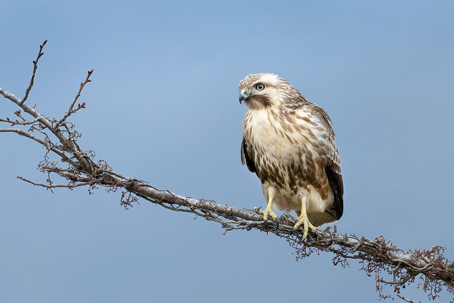 nosuri_251208_Z9_6632_900_2.jpg 71.4kb