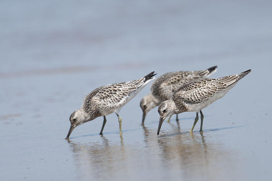 obasigi_250901_z9_6575_900.jpg 71kb