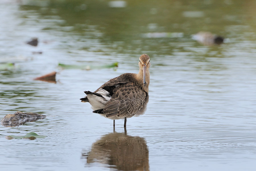 ogurosigi_080922_0320.jpg 83.1kb