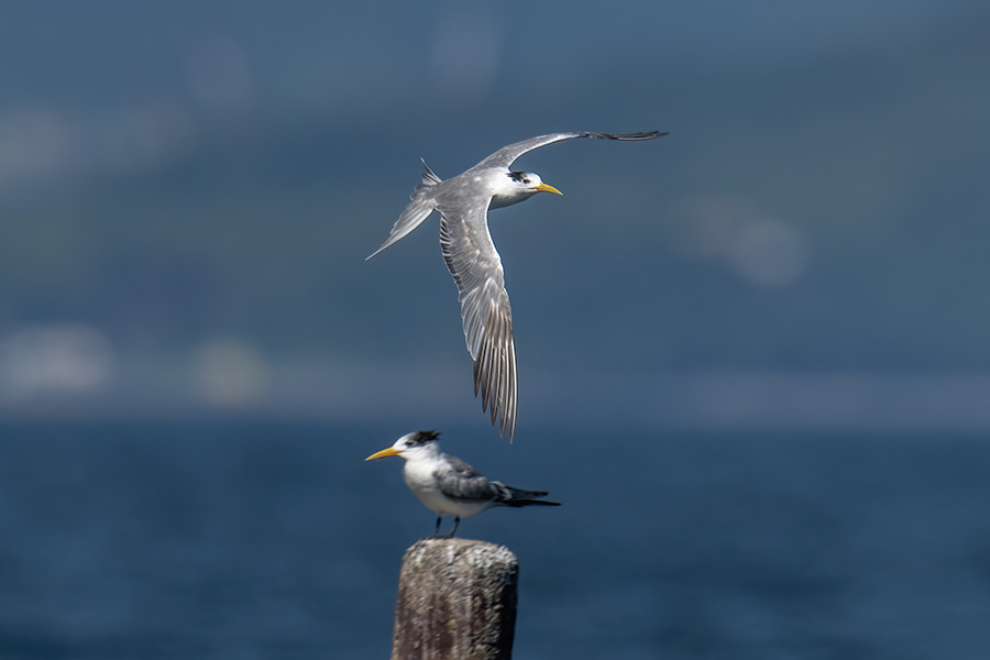 ooajisasi_251006_z9_1120mm_4396_900.jpg 47.5kb