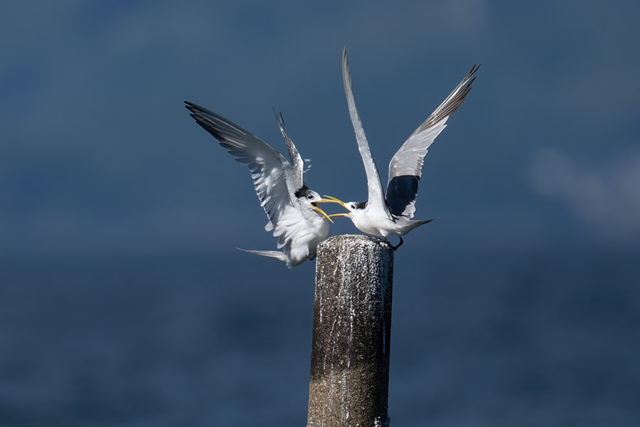 ooajisasi_251006_z9_1120mm_4552_900.jpg 51.1kb