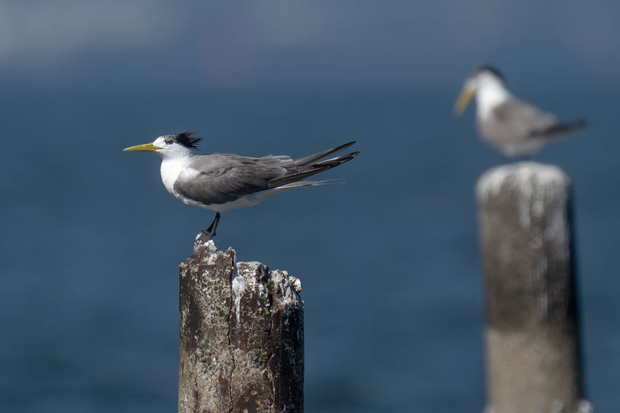 ooajisasi_251006_z9_1120mm_5755_900.jpg 44.9kb